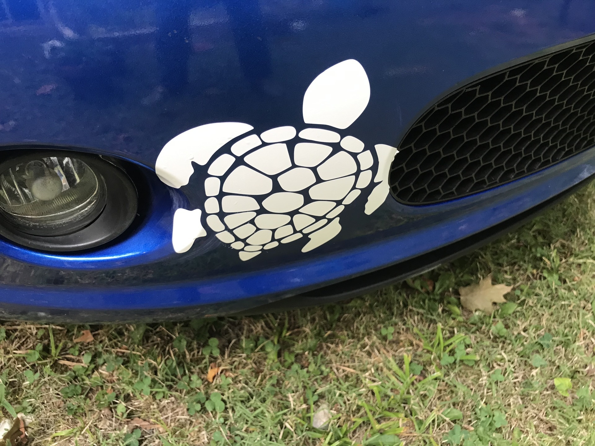 Maxine's photograph of their Graceful Sea Turtle Sticker
