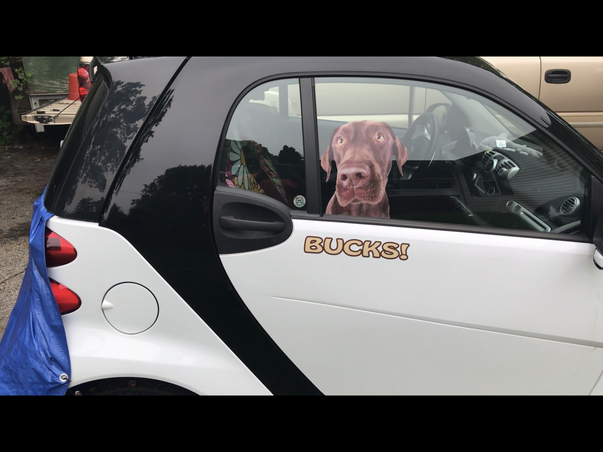 Scott's photograph of their Custom Multi-Color Transfer Sticker Template