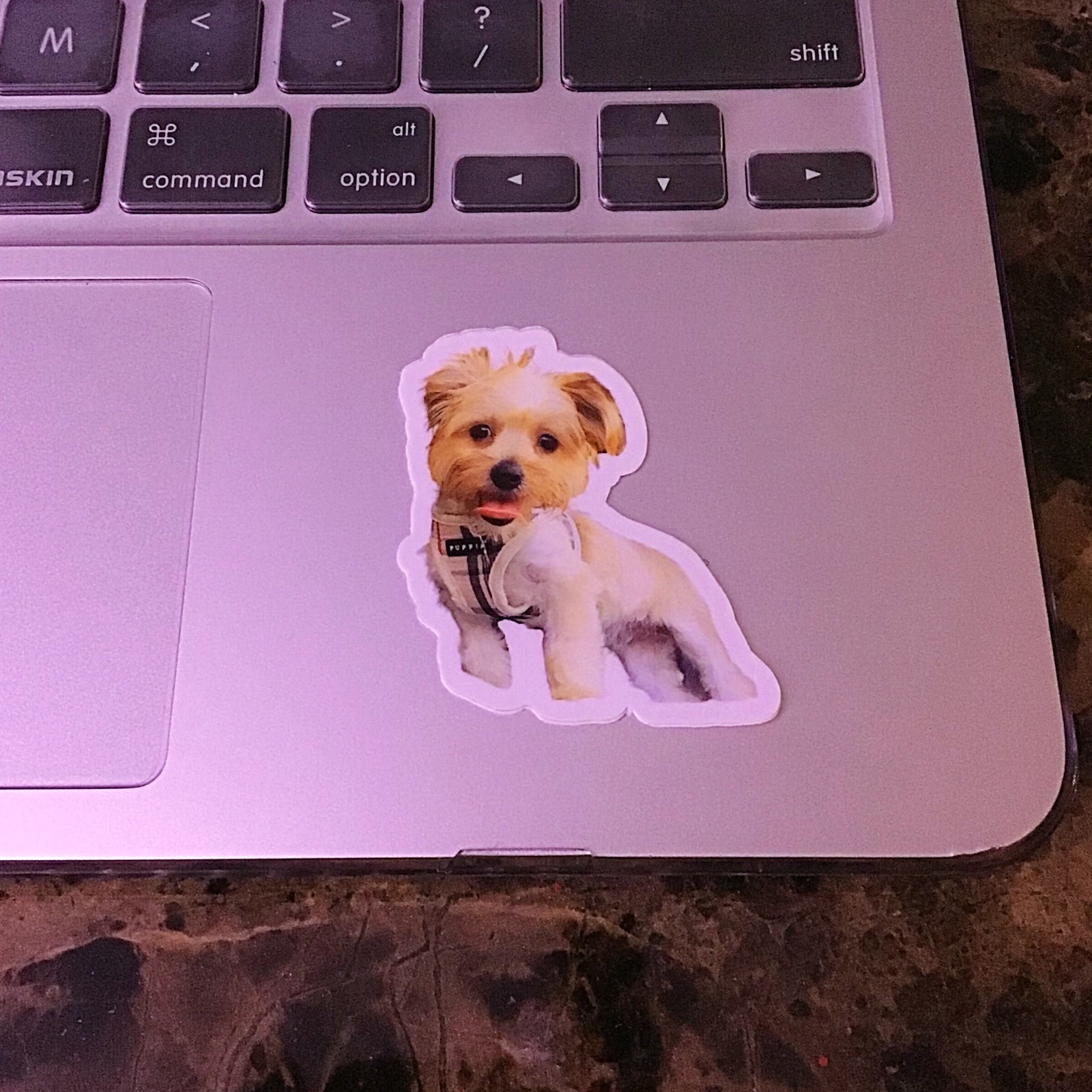 A's photograph of their Dog Photo Stickers