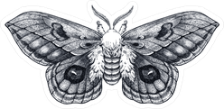 Hand Drawn Butterfly Tattoo Sticker