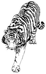 Walking Tiger Illustration Sticker