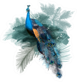 Illustration With Realistic Peacock Bird On Palm Jungle Sticker