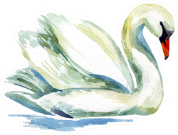Watercolor Swan Hand Painted Illustration Sticker