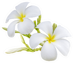 Beautiful White Plumeria Rubra Flowers Sticker