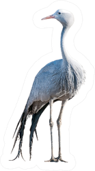 A Blue Crane, Grus Paradisea, Isolated On White Sticker