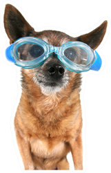 A Chihuahua Wearing Goggles Swim Sticker