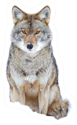 A Lone Coyote Sitting In The Winter Snow Sticker