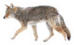 A Lone Coyote Sticker