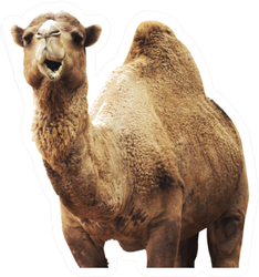 African Camel Isolated On White Background Sticker