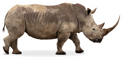 African Southern White Rhino With Large Pointy Horn Sticker