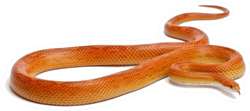 Albinos Motley Corn Snake Or Red Rat Snake Sticker