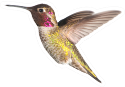 Annas Hummingbird In Flight Illustration Sticker