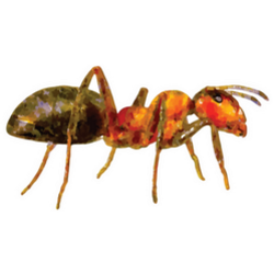 Fun Ant Car Stickers & Decals – No Minimum Order Requirements