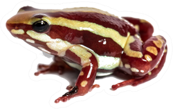 Anthony's Poison Arrow Frog Sticker