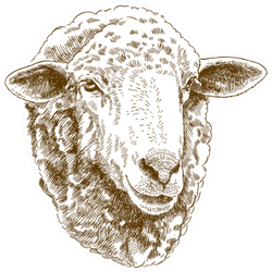Antique Drawing Illustration Of Sheep Head Sticker