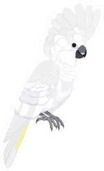 Australian Bird White Cockatoo Sticker