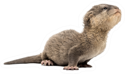 Baby Asian Small-clawed Otter Stretching Sticker