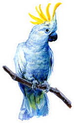 Beautiful Cockatoo Watercolor Painting Sticker