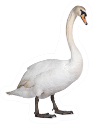 Beautiful Male White Swan Standing Sticker