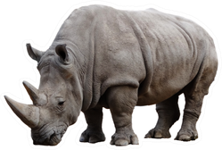 Big African Rhino Isolated On A White Sticker