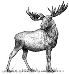Black And White Engraved Moose Sticker