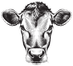 Black And White Sketch Of A Cow's Face Sticker