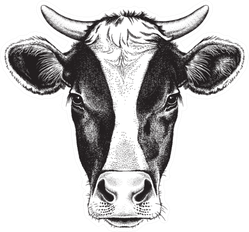 Black And White Sketch Of A Friesian Cow's Face Sticker