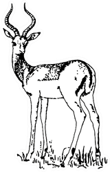 Black And White Sketch Of Antelope Sticker