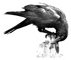 Black Crow Portrait With White Background Big Crow Sticker