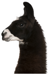 Black Fuzzy Llama On White Sticker