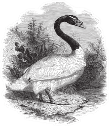 Black-necked Swan Sketch From 1888 Sticker