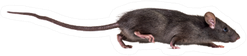 Black Small Rat Sticker