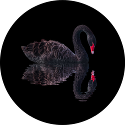 Black Swan Isolated On Black Background Sticker