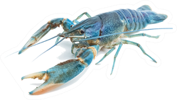 Blue Fresh Water Sticker