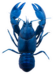 Blue Lobster Isolated On White Sticker