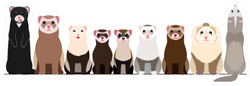 Border Of Various Ferrets Sticker