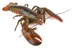 Boston Lobster Isolated On White Sticker