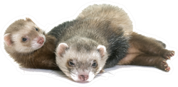 Brown Ferrets Laying On Each Other Sticker