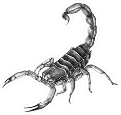 Hand Drawn Scorpion Illustration Sticker