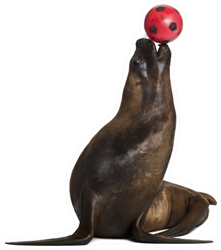 California Sea Lion Playing With Ball Against White Sticker