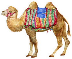 Camel Isolated Watercolor Sticker