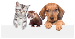 Cat, Dog And Ferret Over White Banner Sticker