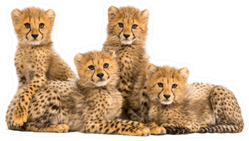 Cheetah Cubs Sitting Together Sticker