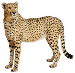 Cheetah Standing Sticker