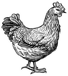 Chicken Vintage Illustration Sticker