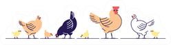 Chickens Illustration Multicolor Chicks Standing Sticker