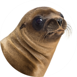 Close-up Of A Young California Sea Lion Sticker