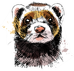 Colored Hand Sketch Head Of Ferret Sticker