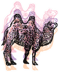 Colorful Illustration Of Bactrian Camel Sticker