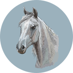 Colorful Portrait Of White Arabian Horse On Blue Sticker
